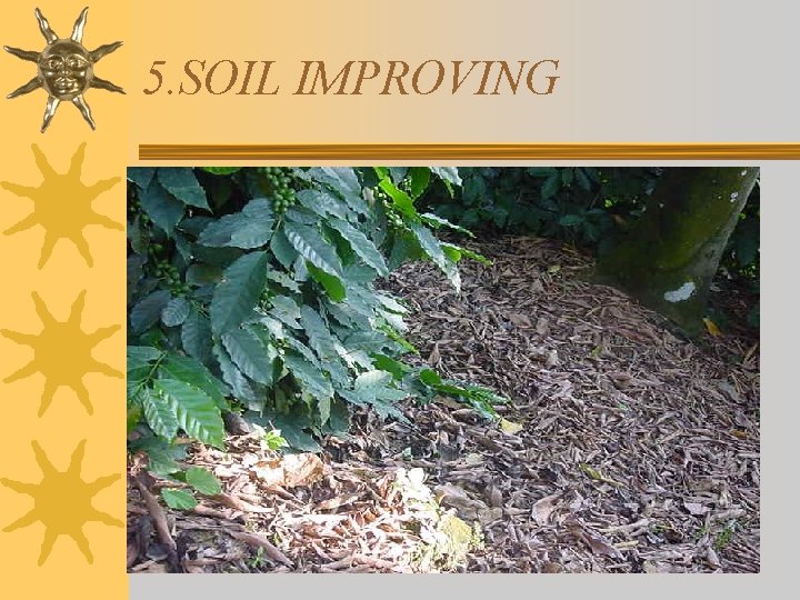 5. SOIL IMPROVING 