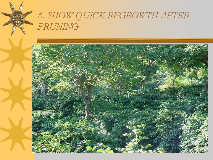 6. SHOW QUICK REGROWTH AFTER PRUNING 