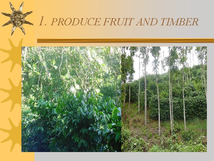 1. PRODUCE FRUIT AND TIMBER 