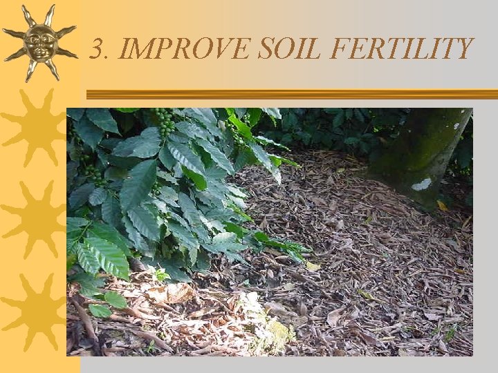 3. IMPROVE SOIL FERTILITY 