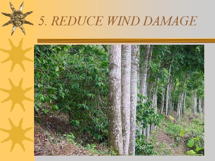 5. REDUCE WIND DAMAGE 