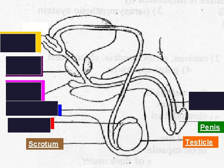Seminal Vesicle Prostate Gland Cowper’s Gland Urethra Vas Deferens Epididymis Scrotum Penis Testicle 