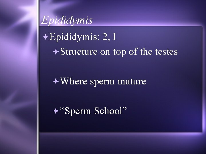 Epididymis: 2, I Structure on top of the testes Where sperm mature “Sperm School”