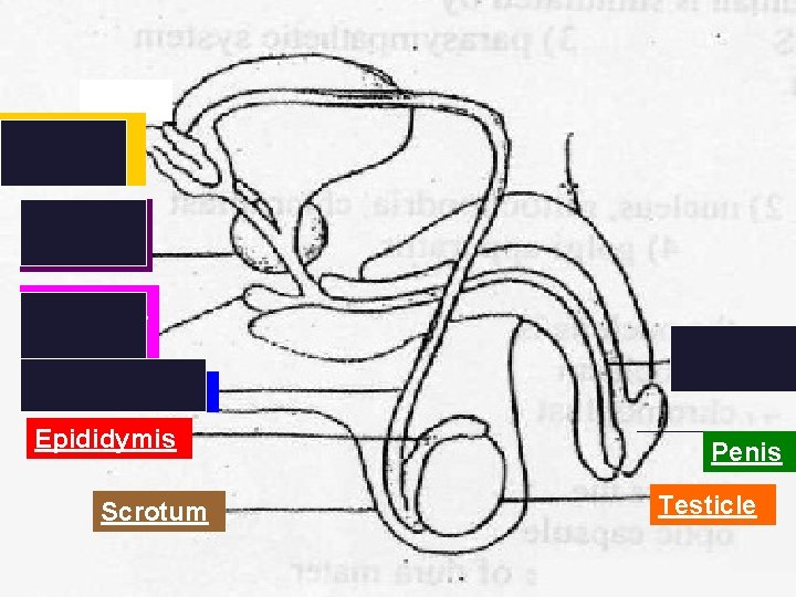 Seminal Vesicle Prostate Gland Cowper’s Gland Urethra Vas Deferens Epididymis Scrotum Penis Testicle 