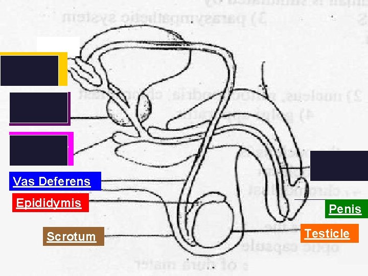 Seminal Vesicle Prostate Gland Cowper’s Gland Urethra Vas Deferens Epididymis Scrotum Penis Testicle 