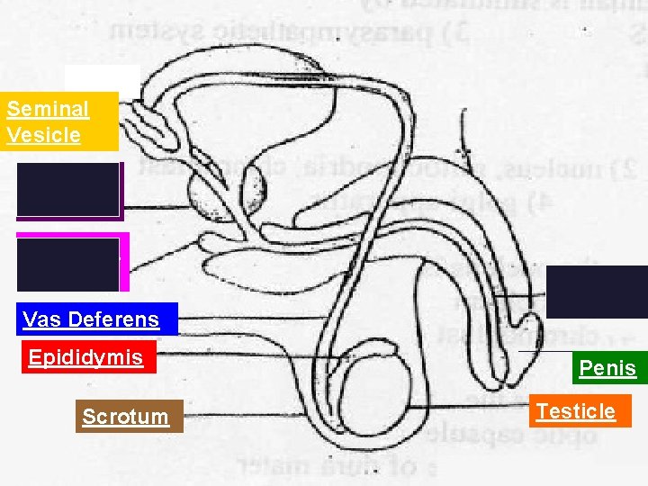 Seminal Vesicle Prostate Gland Cowper’s Gland Urethra Vas Deferens Epididymis Scrotum Penis Testicle 