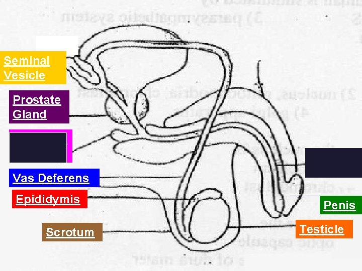 Seminal Vesicle Prostate Gland Cowper’s Gland Urethra Vas Deferens Epididymis Scrotum Penis Testicle 