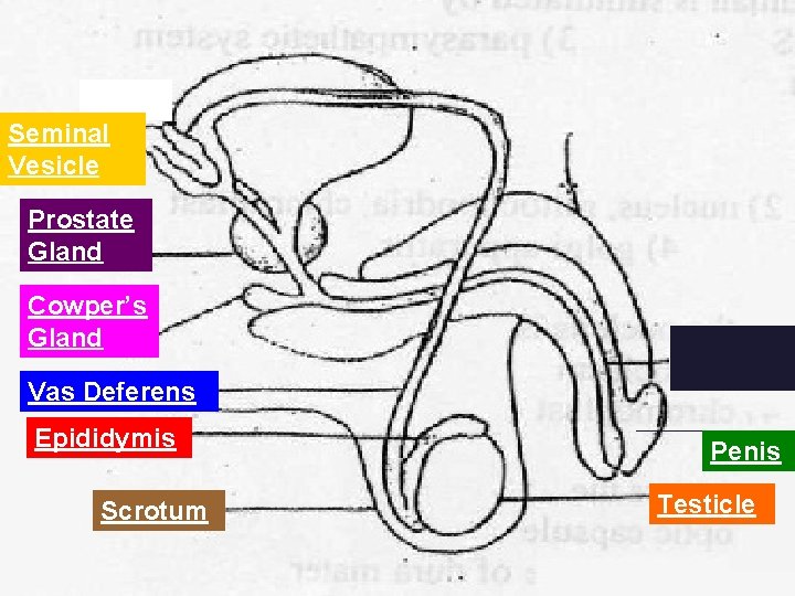 Seminal Vesicle Prostate Gland Cowper’s Gland Urethra Vas Deferens Epididymis Scrotum Penis Testicle 