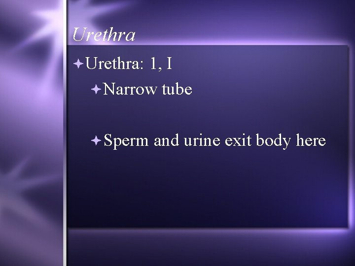 Urethra: 1, I Narrow tube Sperm and urine exit body here 