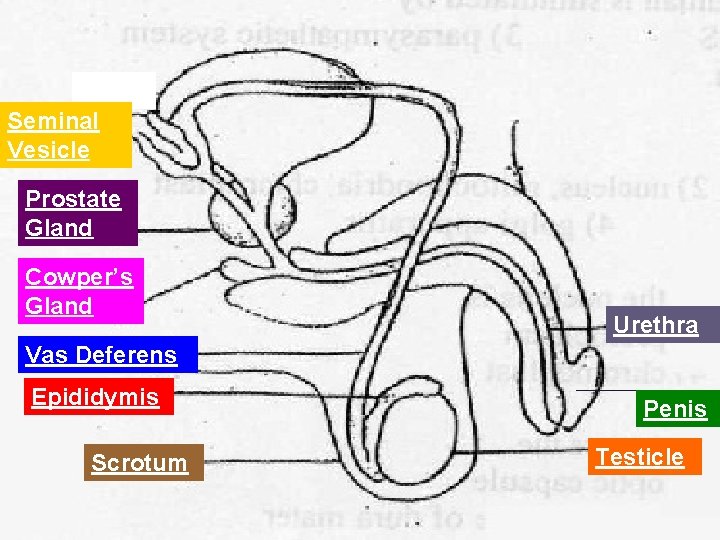 Seminal Vesicle Prostate Gland Cowper’s Gland Urethra Vas Deferens Epididymis Scrotum Penis Testicle 