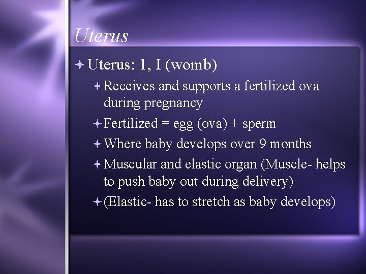 Uterus Uterus: 1, I (womb) Receives and supports a fertilized ova during pregnancy Fertilized