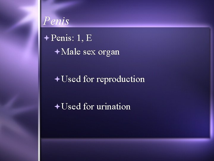Penis Penis: 1, E Male sex organ Used for reproduction Used for urination 