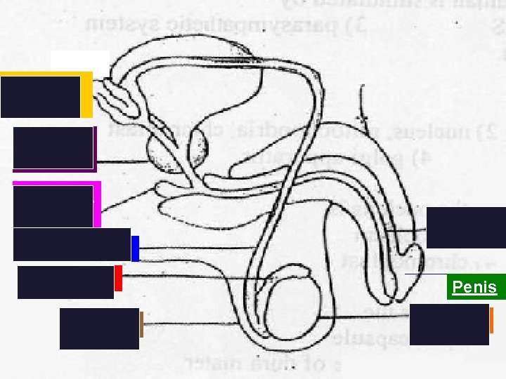 Seminal Vesicle Prostate Gland Cowper’s Gland Urethra Vas Deferens Epididymis Scrotum Penis Testicle 