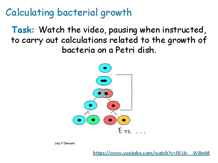 Calculating bacterial growth Task: Watch the video, pausing when instructed, to carry out calculations
