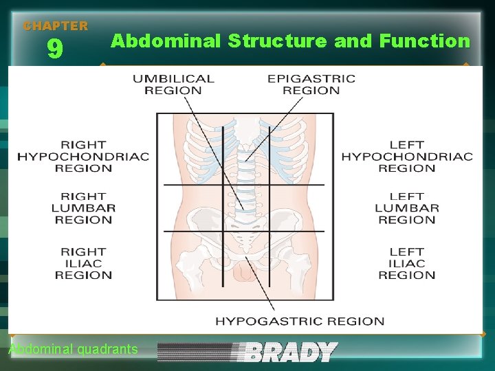 CHAPTER 9 Abdominal Structure and Function Abdominal quadrants 
