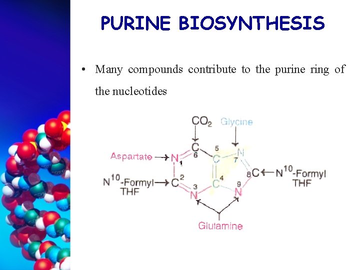 PURINE BIOSYNTHESIS • Many compounds contribute to the purine ring of the nucleotides 