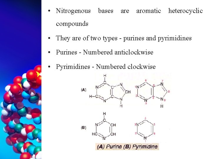  • Nitrogenous bases are aromatic heterocyclic compounds • They are of two types