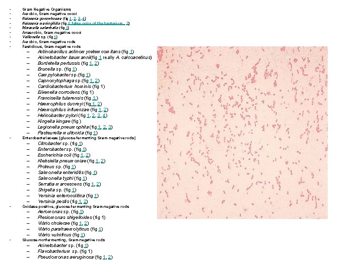  • • • Gram Negative Organisms Aerobic, Gram-negative cocci Neisseria gonorrhoeae (fig 1,