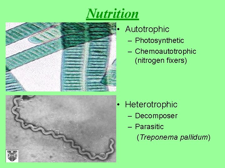 Nutrition • Autotrophic – Photosynthetic – Chemoautotrophic (nitrogen fixers) • Heterotrophic – Decomposer –