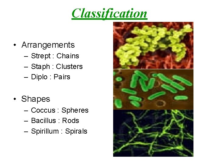 Classification • Arrangements – Strept : Chains – Staph : Clusters – Diplo :