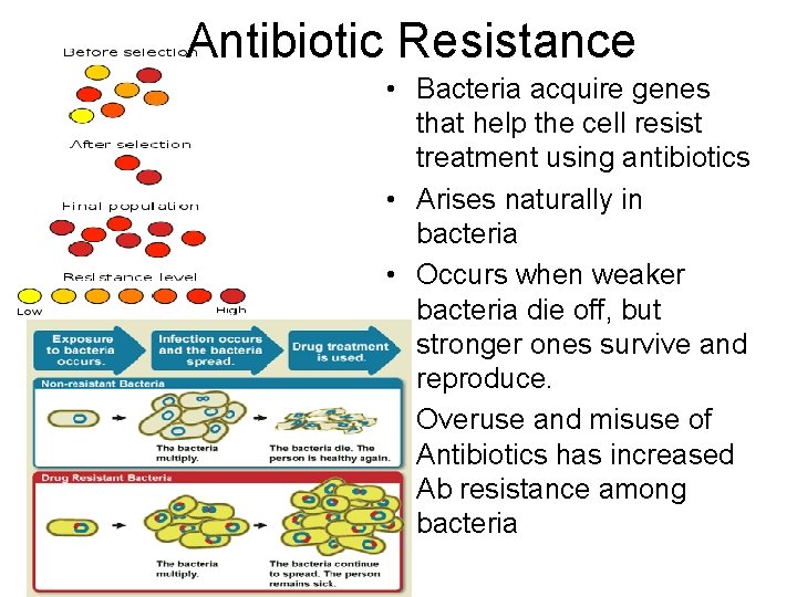Antibiotic Resistance • Bacteria acquire genes that help the cell resist treatment using antibiotics
