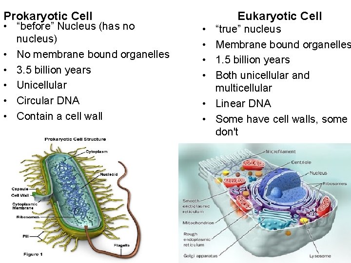 Prokaryotic Cell • “before” Nucleus (has no nucleus) • No membrane bound organelles •