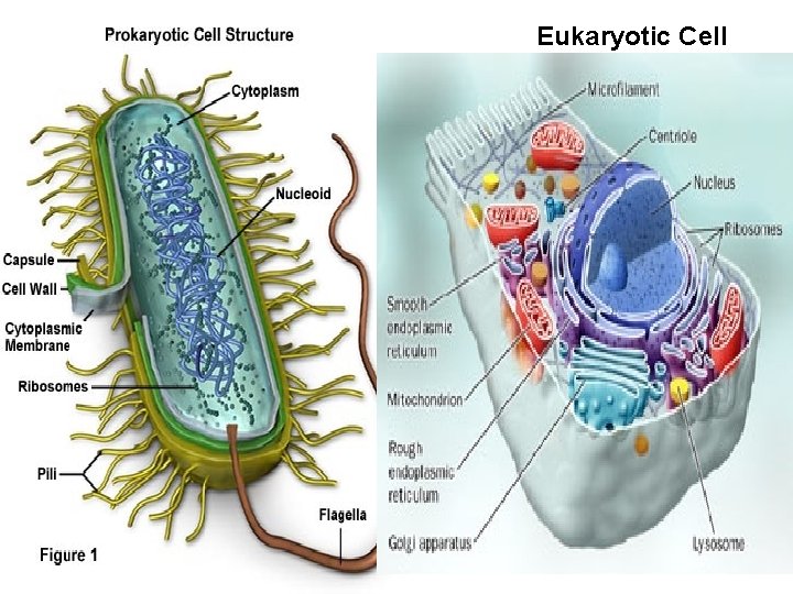Prokaryotic Cell • “before” Nucleus (has no nucleus) • No membrane bound organelles •
