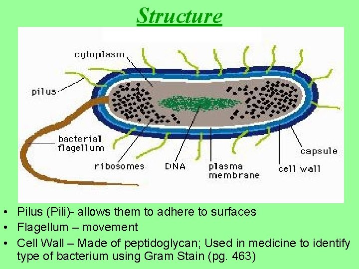 Structure • Pilus (Pili)- allows them to adhere to surfaces • Flagellum – movement