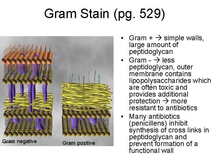 Gram Stain (pg. 529) Gram negative Gram positive • Gram + simple walls, large