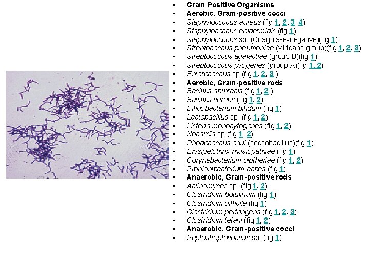  • • • • • • • Gram Positive Organisms Aerobic, Gram-positive cocci