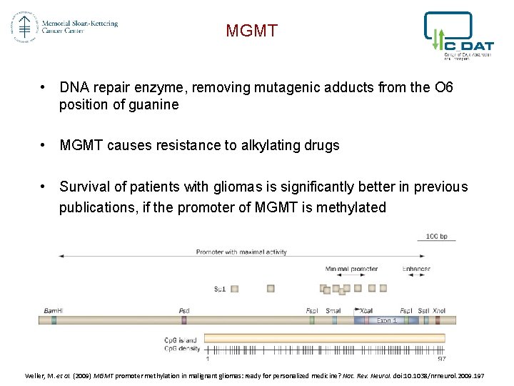 MGMT • DNA repair enzyme, removing mutagenic adducts from the O 6 position of