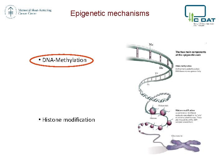 Epigenetic mechanisms • DNA-Methylation • Histone modification 