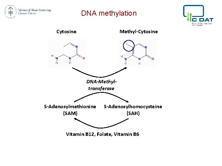 DNA methylation Cytosine Methyl-Cytosine DNA-Methyltransferase S-Adenosylmethionine (SAM) S-Adenosylhomocysteine (SAH) Vitamin B 12, Folate, Vitamin