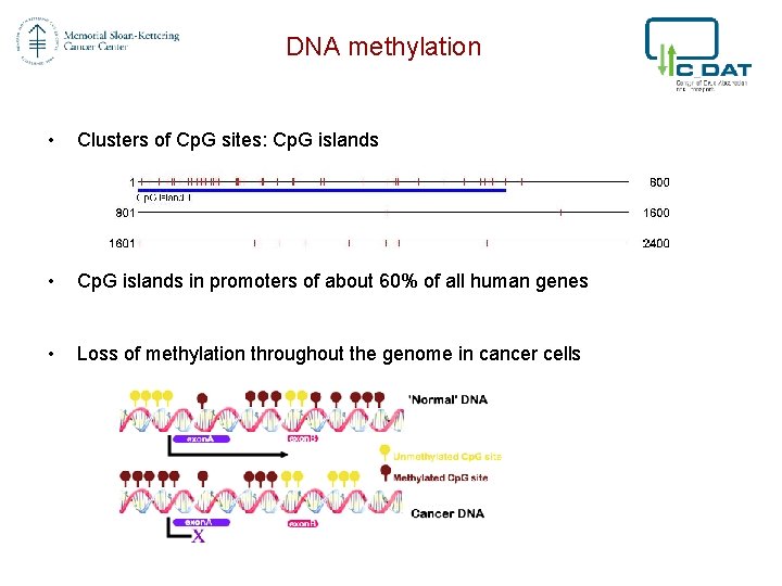 DNA methylation • Clusters of Cp. G sites: Cp. G islands • Cp. G
