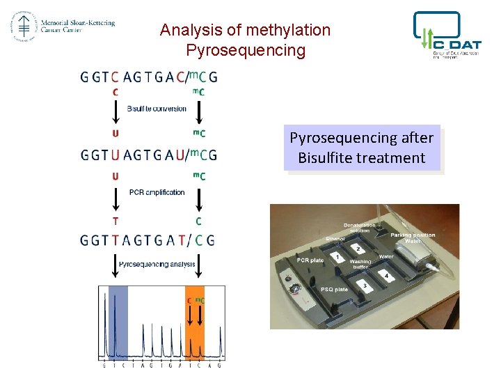 Analysis of methylation Pyrosequencing after Bisulfite treatment 