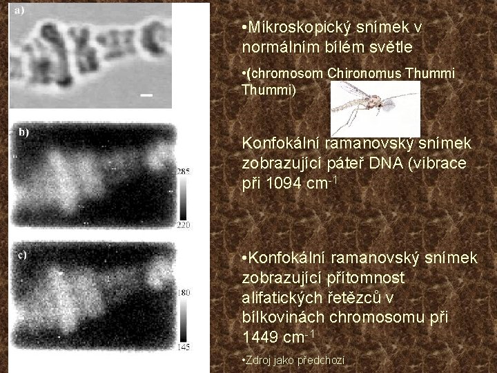  • Mikroskopický snímek v normálním bílém světle • (chromosom Chironomus Thummi) Konfokální ramanovský