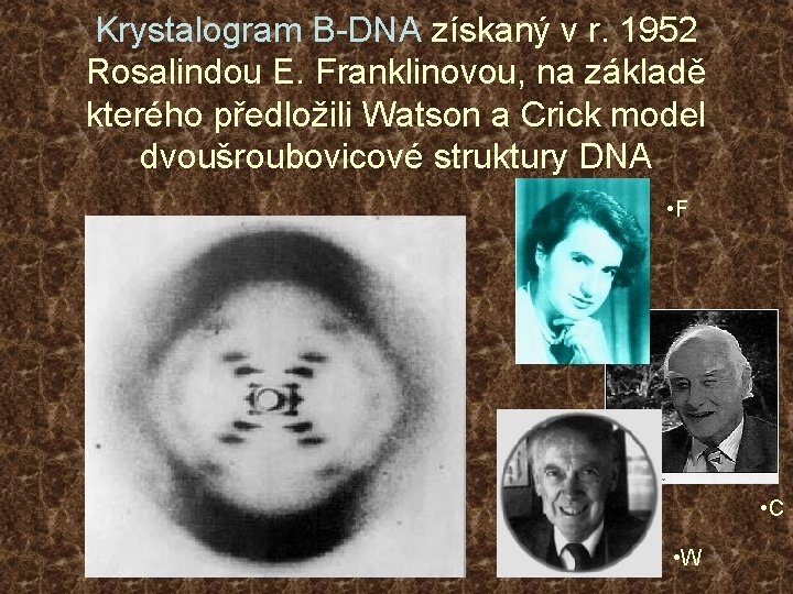 Krystalogram B-DNA získaný v r. 1952 Rosalindou E. Franklinovou, na základě kterého předložili Watson