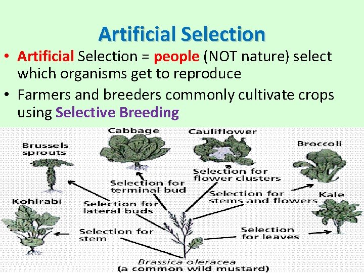 Artificial Selection • Artificial Selection = people (NOT nature) select which organisms get to
