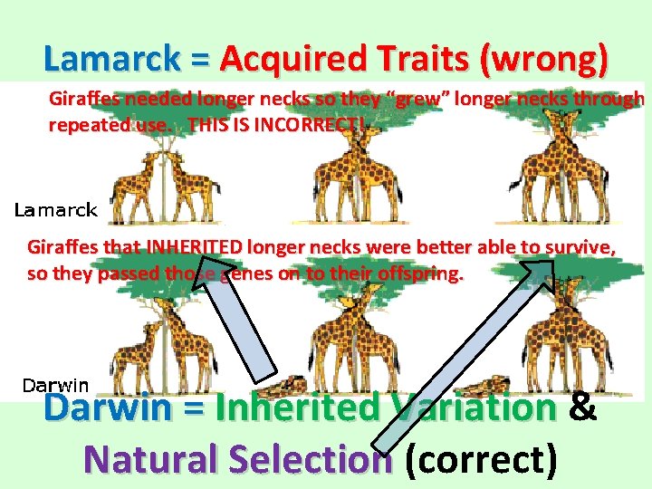 Lamarck = Acquired Traits (wrong) Giraffes needed longer necks so they “grew” longer necks