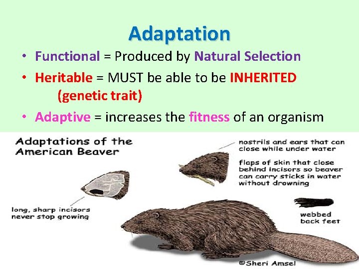 Adaptation • Functional = Produced by Natural Selection • Heritable = MUST be able