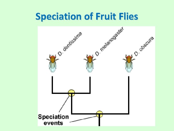 Speciation of Fruit Flies 