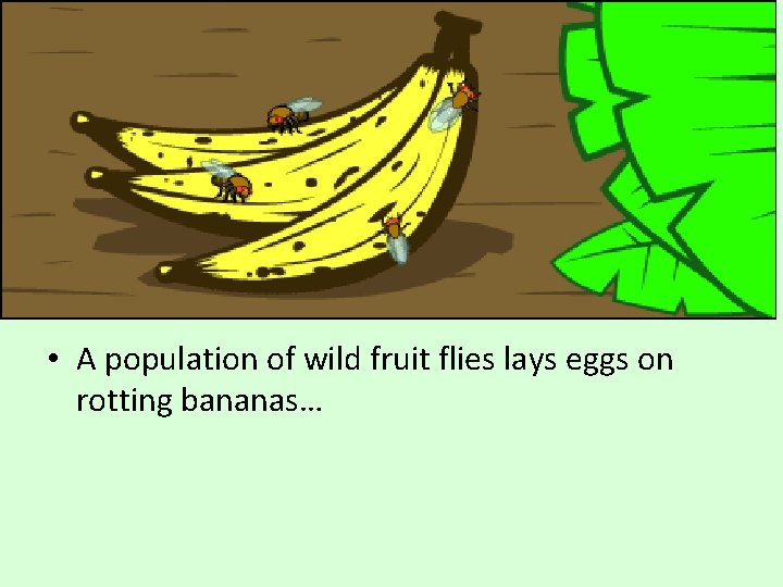  • A population of wild fruit flies lays eggs on rotting bananas… 