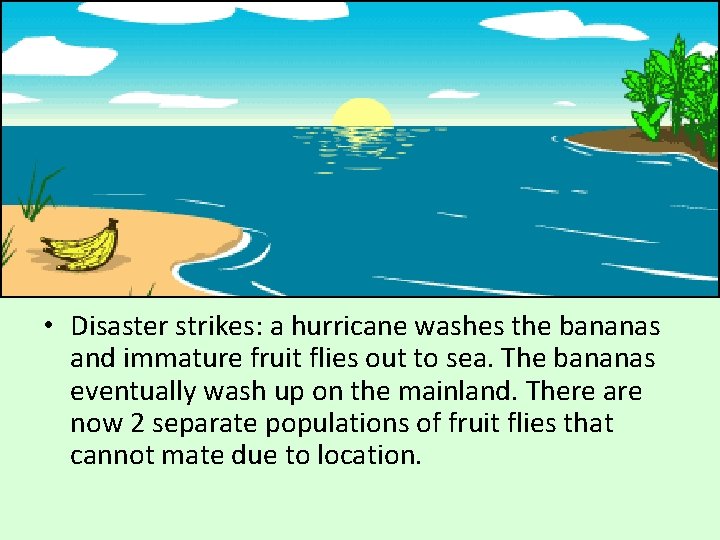  • Disaster strikes: a hurricane washes the bananas and immature fruit flies out