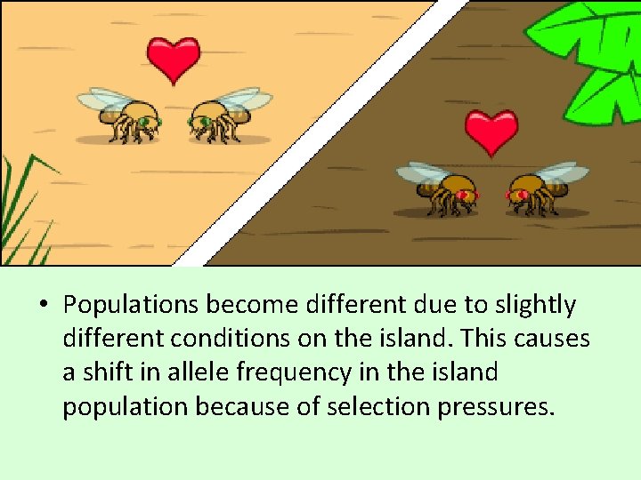  • Populations become different due to slightly different conditions on the island. This
