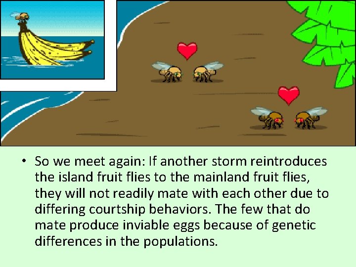  • So we meet again: If another storm reintroduces the island fruit flies