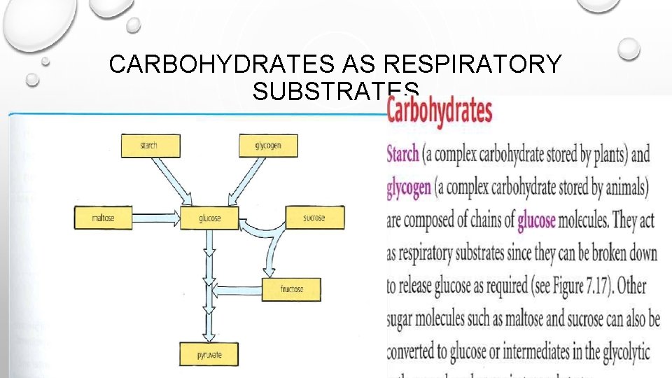 CARBOHYDRATES AS RESPIRATORY SUBSTRATES 