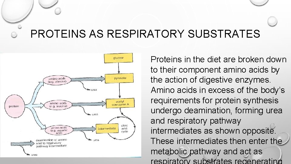 PROTEINS AS RESPIRATORY SUBSTRATES Proteins in the diet are broken down to their component