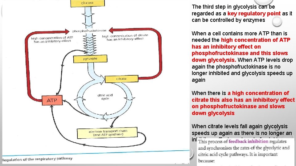 The third step in glycolysis can be regarded as a key regulatory point as