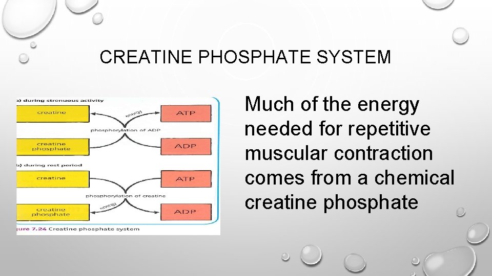 CREATINE PHOSPHATE SYSTEM Much of the energy needed for repetitive muscular contraction comes from
