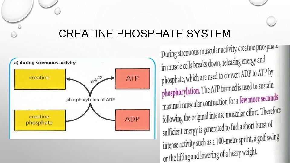 CREATINE PHOSPHATE SYSTEM 